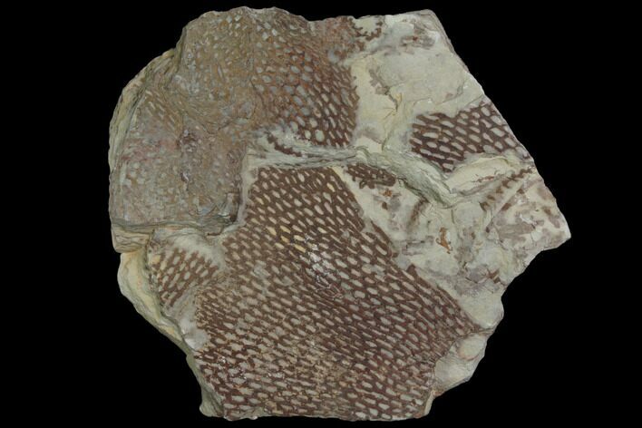Ordovician Graptolite (Araneograptus) Plate - Morocco #116744
